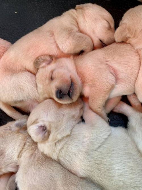 Yellow Labrador Puppies FTCh Sire for sale in Yarcombe, Devon - Image 5