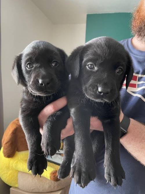 KC registered Black Labrador puppies for sale in Merthyr Tydfil - Image 1
