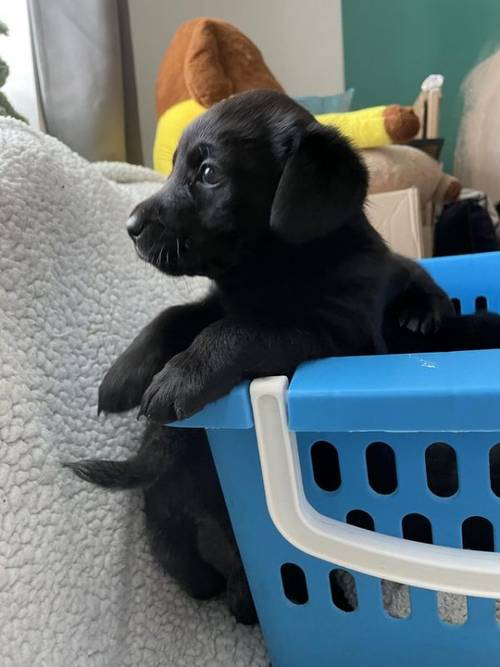 KC registered Black Labrador puppies for sale in Merthyr Tydfil - Image 2