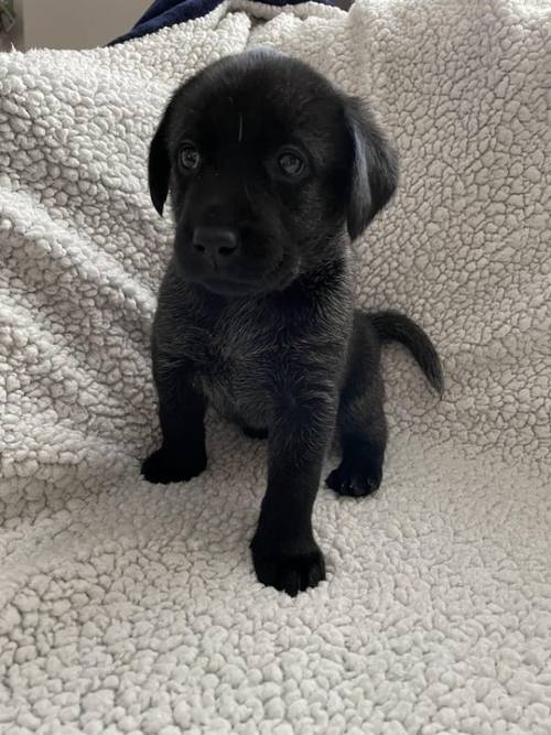 KC registered Black Labrador puppies for sale in Merthyr Tydfil - Image 3