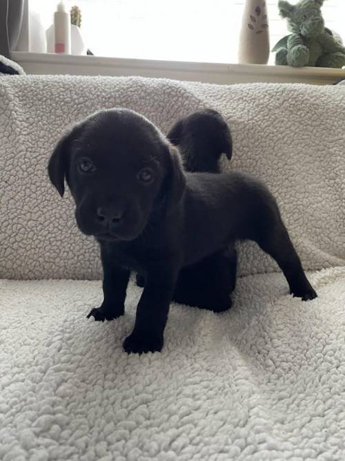 KC registered Black Labrador puppies for sale in Merthyr Tydfil - Image 4