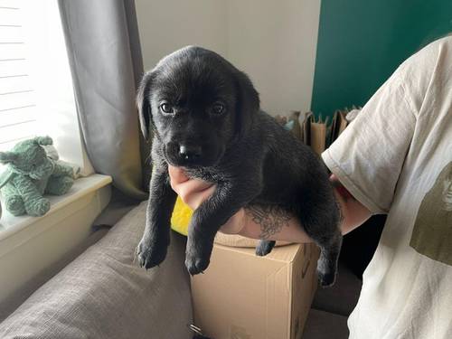 KC registered Black Labrador puppies for sale in Merthyr Tydfil - Image 5