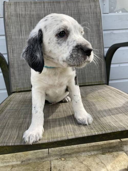 Labrador cross lab/poodle puppies for sale in Newport, Brough, East Yorkshire - Image 2