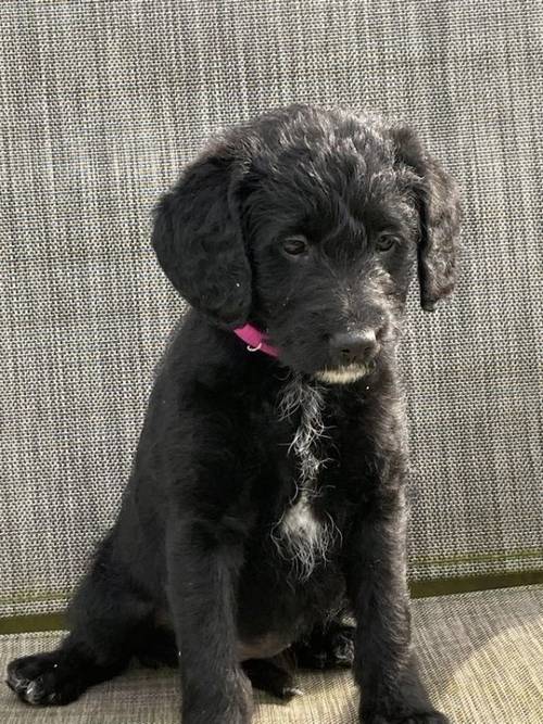 Labrador cross lab/poodle puppies for sale in Newport, Brough, East Yorkshire - Image 3