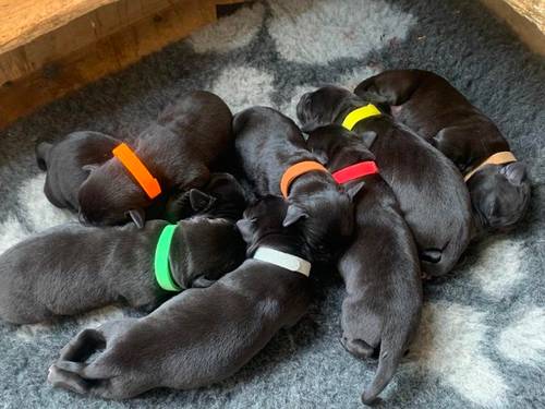 Exceptionally well bred KC registered Black Labrador Puppies for sale in Nr Ashby De La Zouch, Leics - Image 1