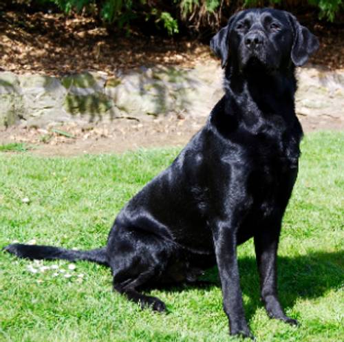 Exceptionally well bred KC registered Black Labrador Puppies for sale in Nr Ashby De La Zouch, Leics - Image 3