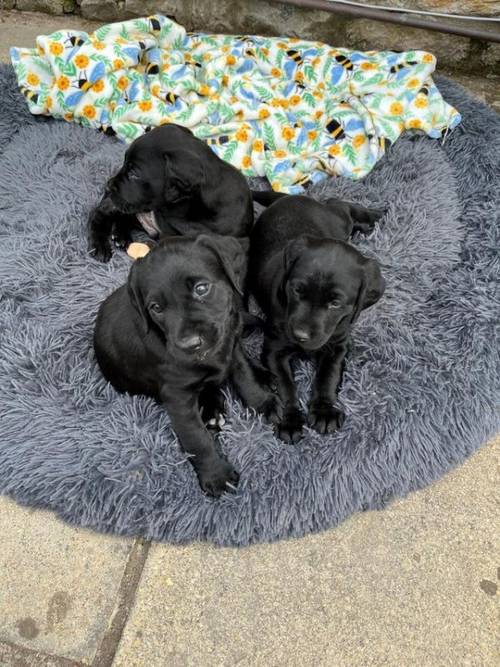 KC Registered black labrador puppies for sale in Cowbridge/Y Bont-Faen, The Vale of Glamorgan - Image 1