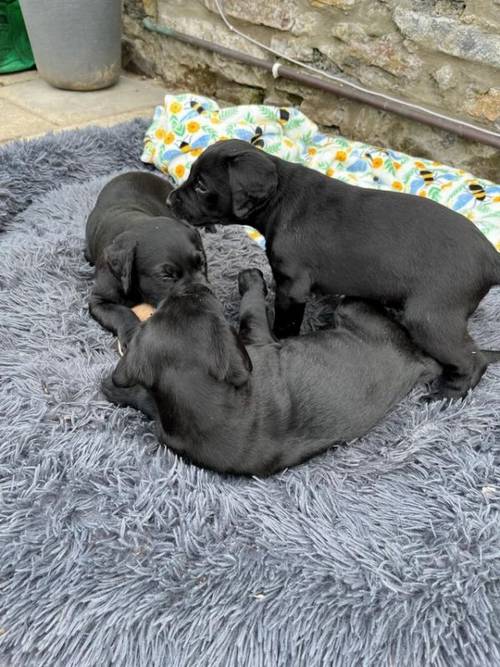 KC Registered black labrador puppies for sale in Cowbridge/Y Bont-Faen, The Vale of Glamorgan - Image 3