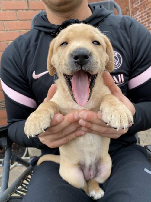 Labrador puppies ready in 3 weeks for sale in Radcliffe, Manchestee - Image 1