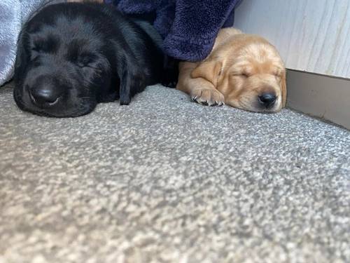 Labrador puppies ready in 3 weeks for sale in Radcliffe, Manchestee - Image 4