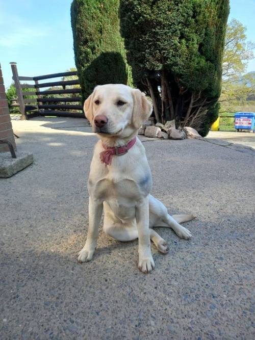 Kc reg10 month old labrador bitch yellow for sale in Pant, Oswestry - Image 1