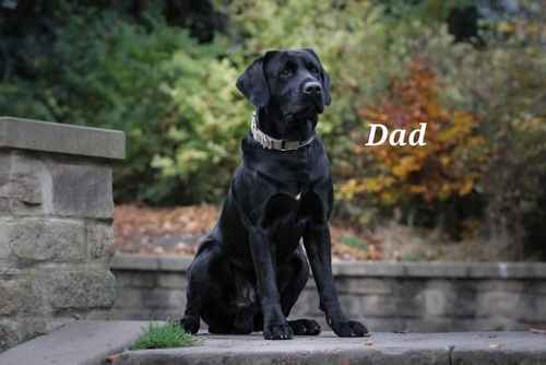 labrador puppys , microchipedwith 4 weeks insurance for sale in Stoke-on-Trent, Staffordshire - Image 1