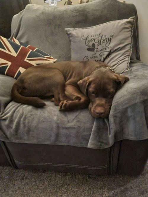 A healthy chocolate labrador .. for sale in Loughborough, Leicestershire - Image 2