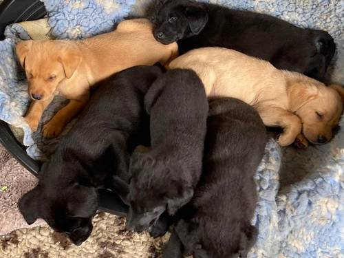 8 week old KC registered labrador puppies for sale in Thornhill, Dumfriesshire - Image 1