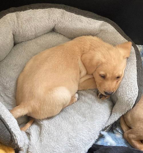 8 week old KC registered labrador puppies for sale in Thornhill, Dumfriesshire - Image 3