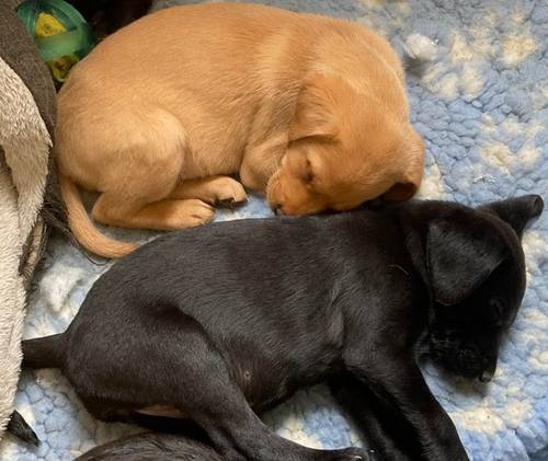 8 week old KC registered labrador puppies for sale in Thornhill, Dumfriesshire - Image 4