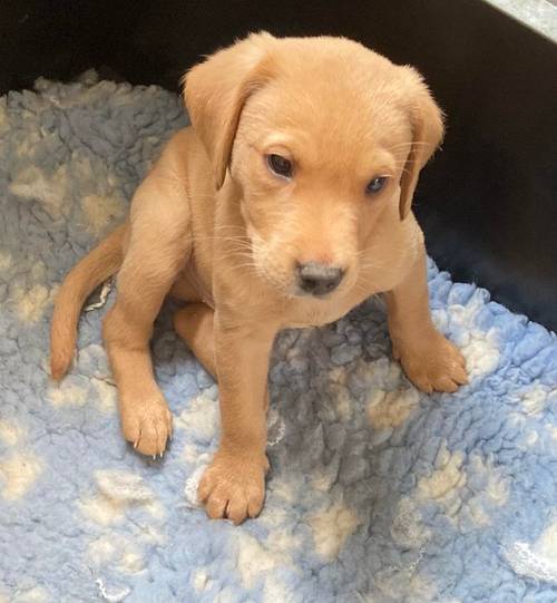 8 week old KC registered labrador puppies for sale in Thornhill, Dumfriesshire - Image 5