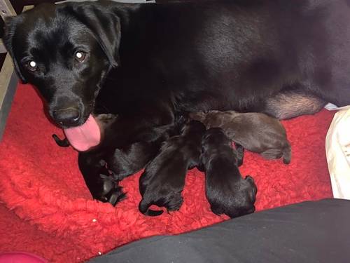 14 Week Old Labrador Puppy KC Reg - Health Tested Parents for sale in Durham, County Durham - Image 2