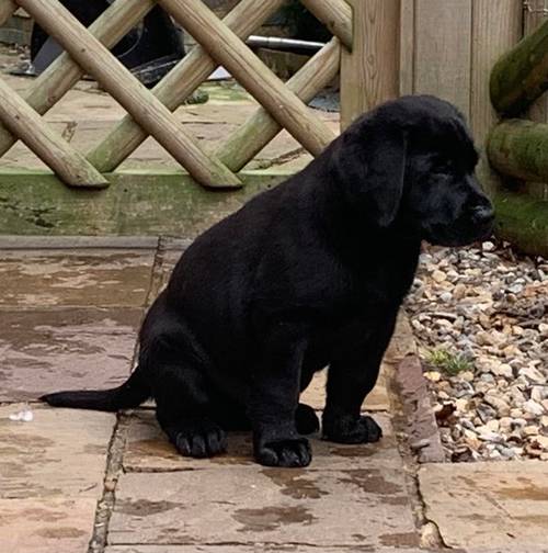 14 Week Old Labrador Puppy KC Reg - Health Tested Parents for sale in Durham, County Durham - Image 4