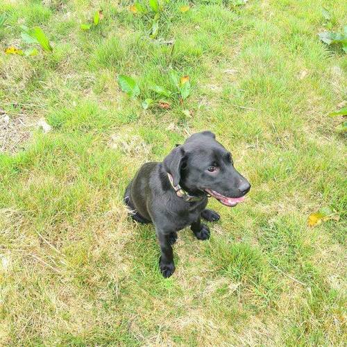 6 month old black lab girl great lovable girl for sale in Cornwall - Image 2