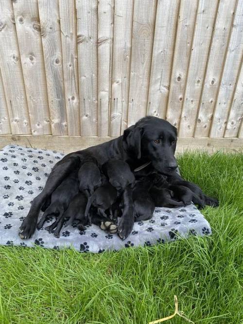 KC Black Labrador Retriever Puppies for sale in Banbury, Oxfordshire - Image 1