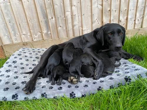 KC Black Labrador Retriever Puppies for sale in Banbury, Oxfordshire - Image 5