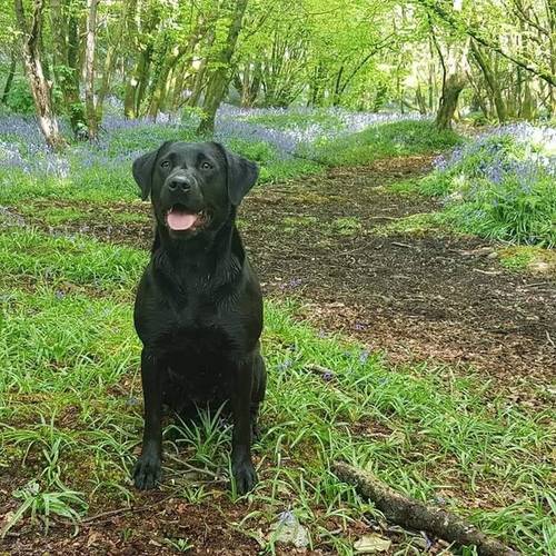 Kc registered labrador pups boys and girls for sale in Camborne, Cornwall - Image 1