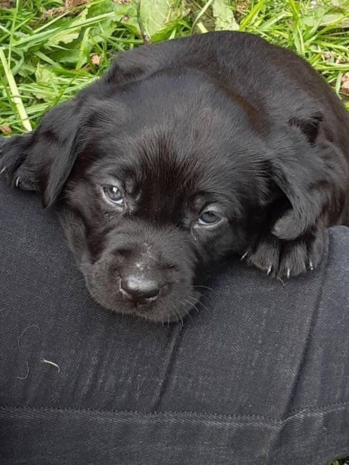 Kc registered labrador pups boys and girls for sale in Camborne, Cornwall - Image 2