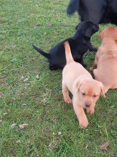 Kc registered labrador pups boys and girls for sale in Camborne, Cornwall - Image 4