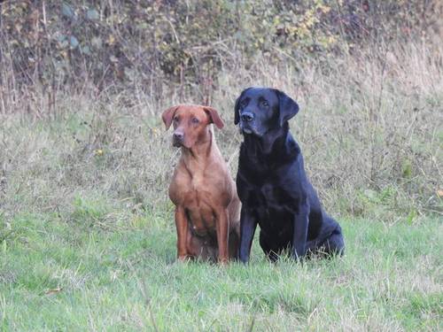 Beautiful pedigree Labrador puppies for sale in Stowmarket, Suffolk - Image 3