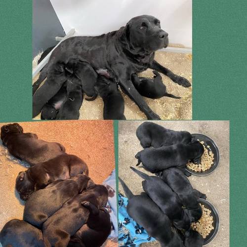 Labrador Puppies Boys available for sale in Lampeter/Llanbedr Pont Stefan, Ceredigion - Image 3