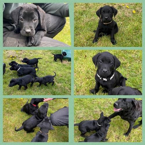 Labrador Puppies Boys available for sale in Lampeter/Llanbedr Pont Stefan, Ceredigion - Image 4