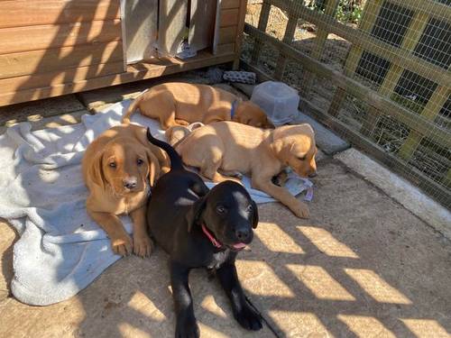 Kc registered working Labrador retriever puppies for sale in Ipswich, Suffolk - Image 1