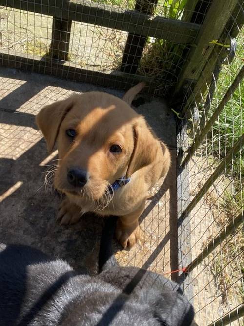 Kc registered working Labrador retriever puppies for sale in Ipswich, Suffolk - Image 5