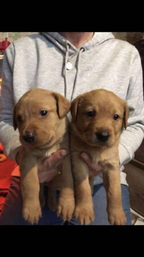 Stunning Fox red Labrador puppies for sale in Harrogate, North Yorkshire - Image 1