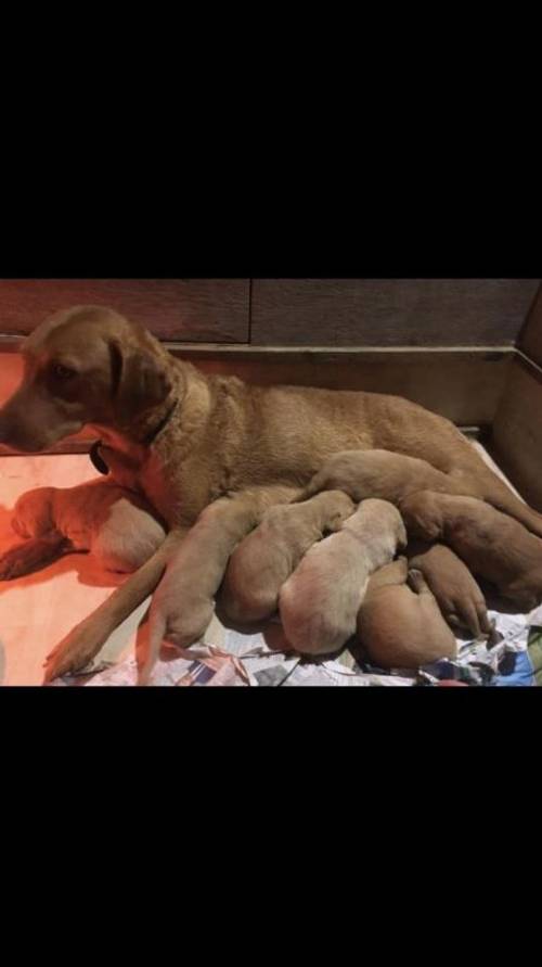 Stunning Fox red Labrador puppies for sale in Harrogate, North Yorkshire - Image 2