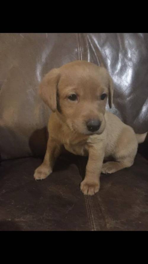 Stunning Fox red Labrador puppies for sale in Harrogate, North Yorkshire - Image 4