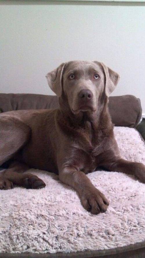 Very rare Kc Silver Labrador retriever for sale in Wigan, Greater Manchester - Image 1