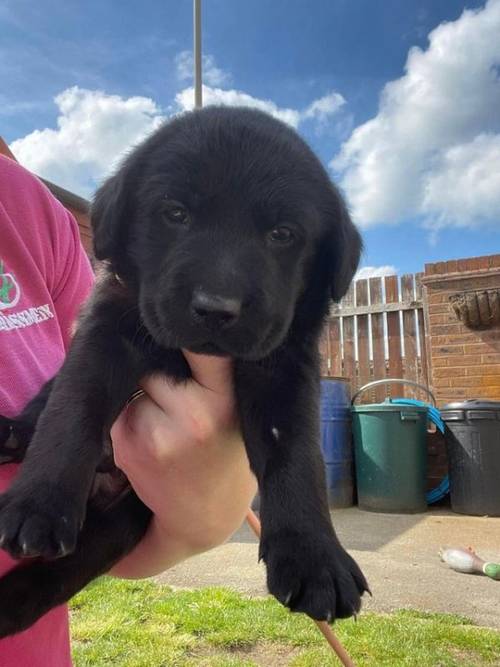 6 weeks old Labrador Puppies for sale in York, North Yorkshire - Image 3