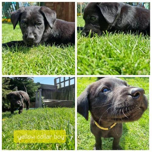 Black labrador puppies ready for their forever homes for sale in Tansley,matlock, Derbyshire - Image 1