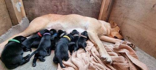 Black labrador puppies ready for their forever homes for sale in Tansley,matlock, Derbyshire - Image 2