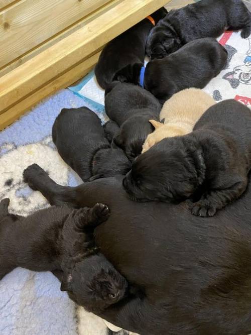 Adorable Male Black Labrador Puppies for sale in Bristol, B&nes - Image 1