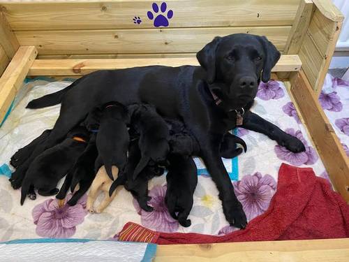 Adorable Male Black Labrador Puppies for sale in Bristol, B&nes - Image 4