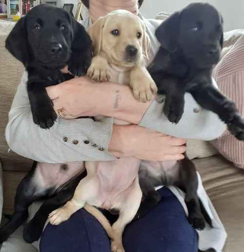 Pedigree labrador puppies READY NOW for sale in Middlewich, Cheshire - Image 1