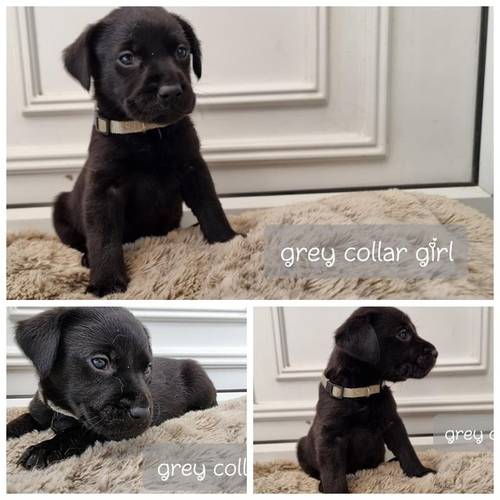 Black labrador puppies ready now for sale in Matlock, Derbyshire - Image 1