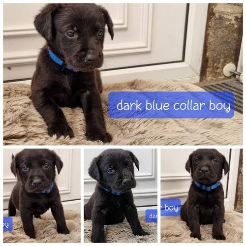 Black labrador puppies ready now for sale in Matlock, Derbyshire - Image 2