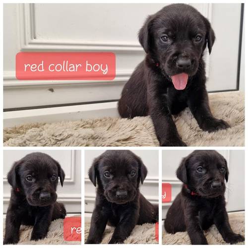 Black labrador puppies ready now for sale in Matlock, Derbyshire - Image 3