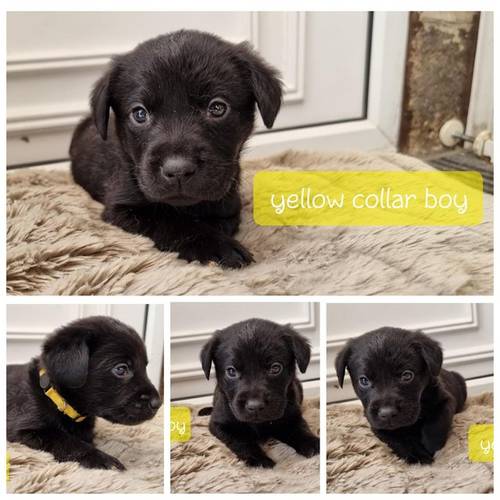 Black labrador puppies ready now for sale in Matlock, Derbyshire - Image 4