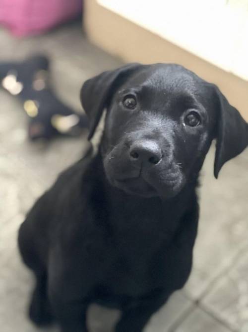 Black Male Labrador 7 months old for sale in Macclesfield, Cheshire - Image 1