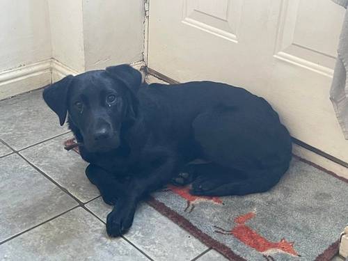 Black Male Labrador 7 months old for sale in Macclesfield, Cheshire - Image 2